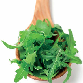 Roquette cultivée Bio - Eruca sativa - Potager