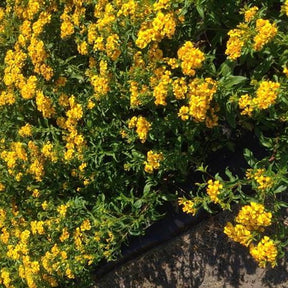 Estragon du Mexique - Tagetes lucida - Potager