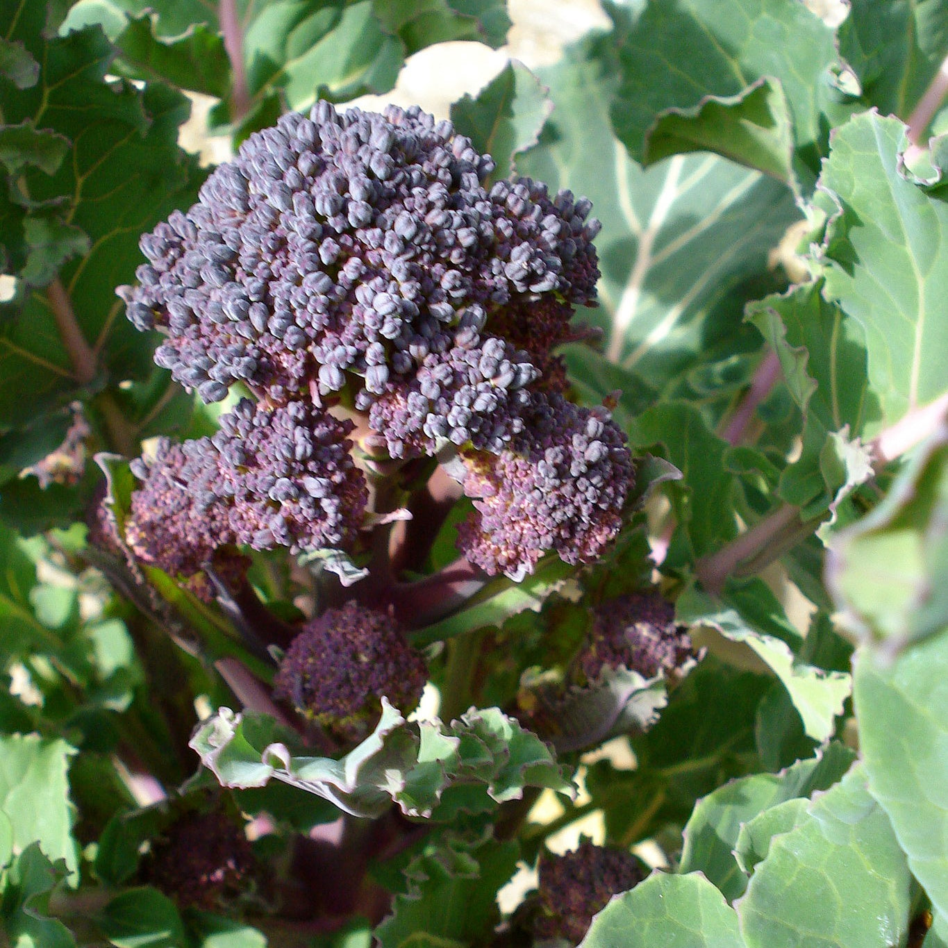 Chou Brocoli Early Purple Sprouting BIO - Chou brocoli early purple sprouting bio - Potager