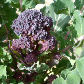 Chou Brocoli Early Purple Sprouting BIO - Chou brocoli early purple sprouting bio - Potager