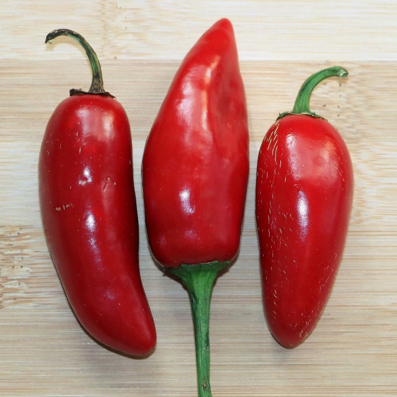 Piment Jalapeno mexicain BIO - Piment jalapeno mexicain bio - Graines de fruits et légumes Bio