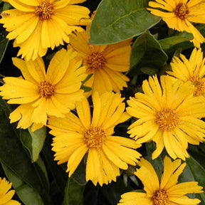 Coreopsis lancéolée Goldfink - Coreopsis lanceolata goldfink - Plantes