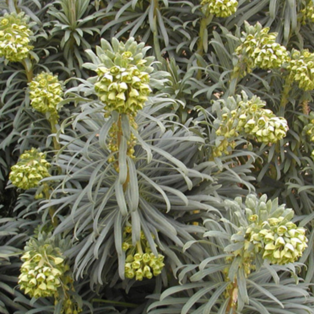 Euphorbe des garrigues - Euphorbia characias - Plantes vivaces