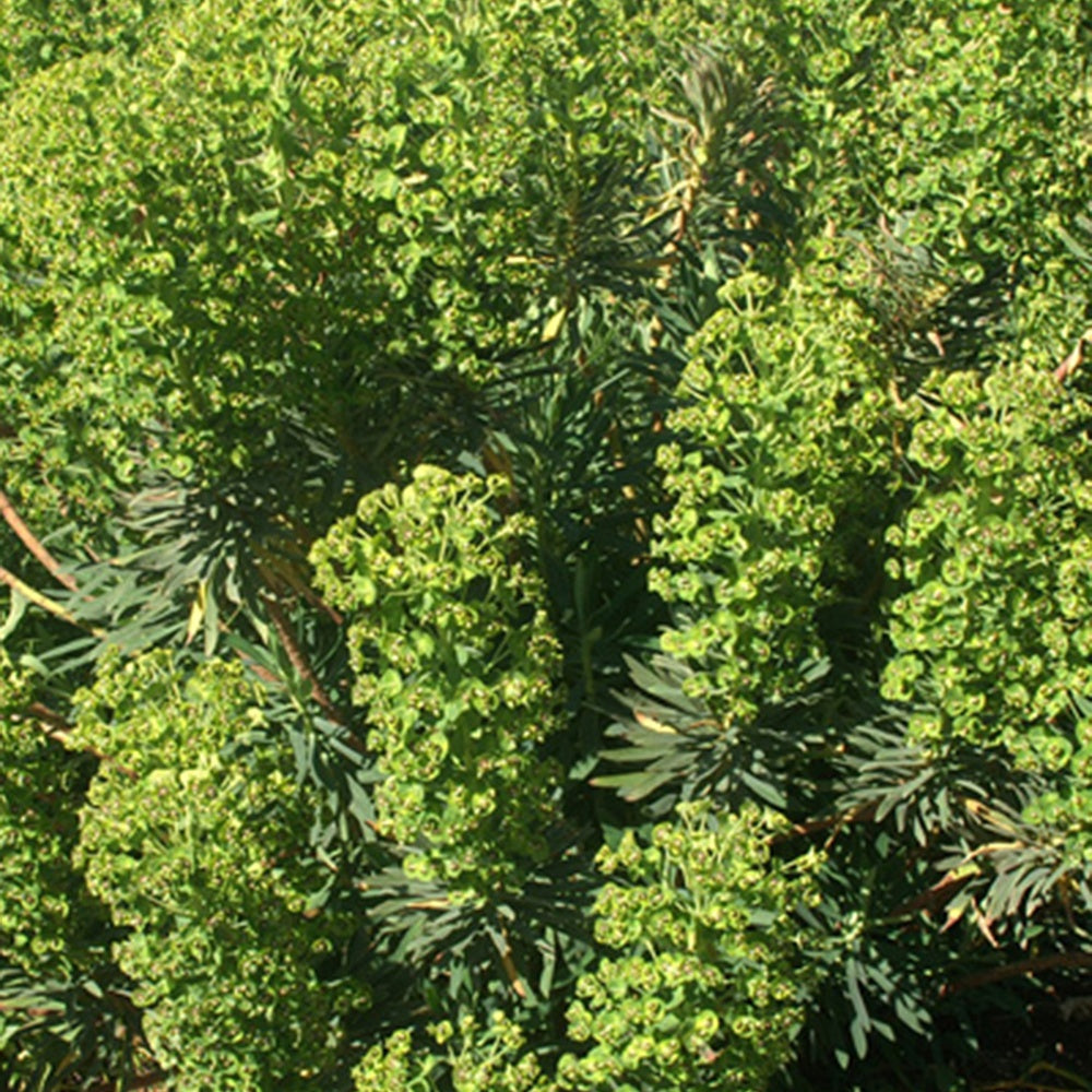 Euphorbe des garrigues - Euphorbia characias