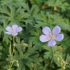 Géranium vivace Blue Cloud - Geranium blue cloud - Plantes