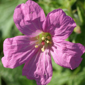 Géranium vivace Rosenlicht - Geranium oxonianum rosenlicht - Plantes