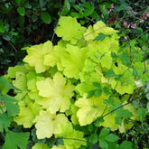 Heuchère Citronelle ® - Heuchera citronelle ® - Plantes