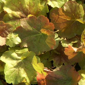 Heuchère Miracle ® - Heuchera miracle ® - Plantes