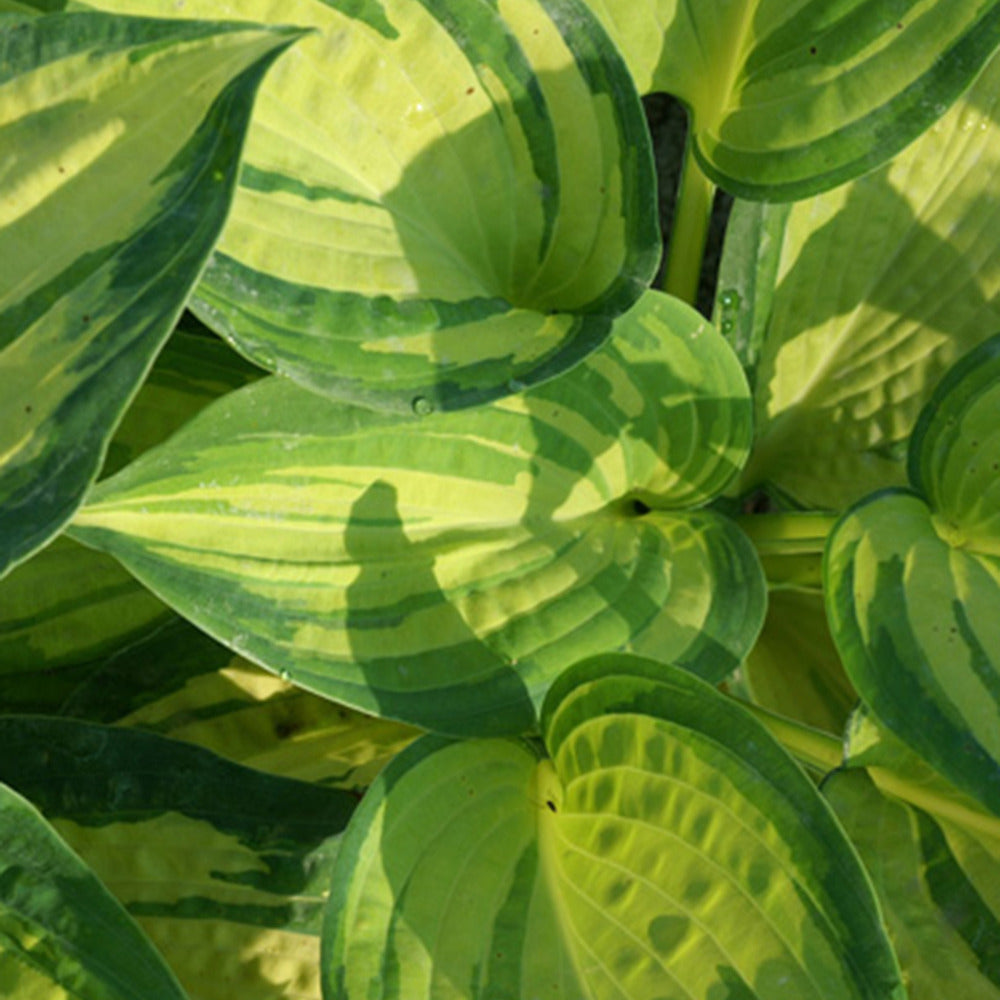 Hosta Great Expectations - Hosta ( sieboldiana group ) great expectations - Plantes