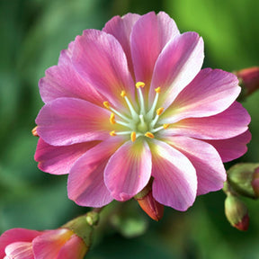 Lewisia Hybrides Sunset Strain - Lewisa cotyledon sunset strain - Plantes