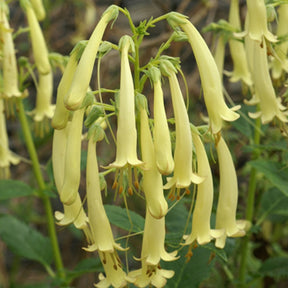 Fuschia du Cap Moonraker - Phygelius rectus moonraker - Plantes