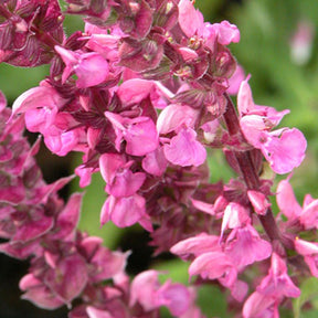 Sauge des bois Rose Queen - Salvia nemorosa rose queen (rosakönigin) - Plantes