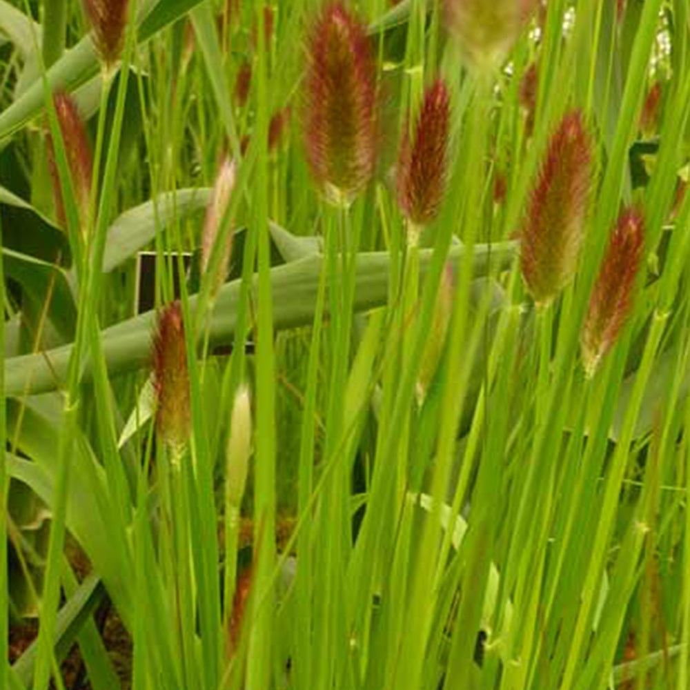 Herbe aux écouvillons de Thunberg Red Buttons - Pennisetum - Pennisetum thunbergii red buttons (massaicum) - Plantes vivaces