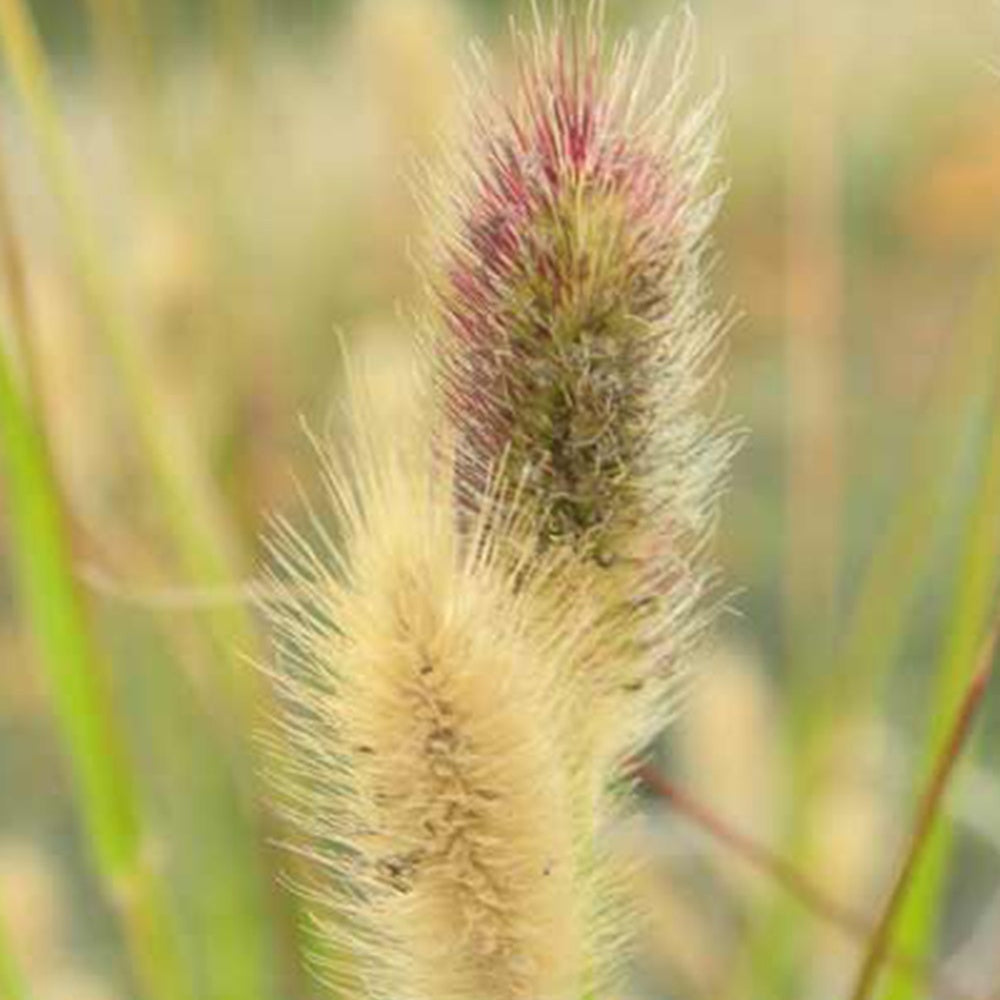 Herbe aux écouvillons de Thunberg Red Buttons - Pennisetum - Pennisetum thunbergii red buttons (massaicum) - Graminées