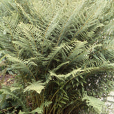 Fougère femelle - Athyrium filix-femina - Plantes