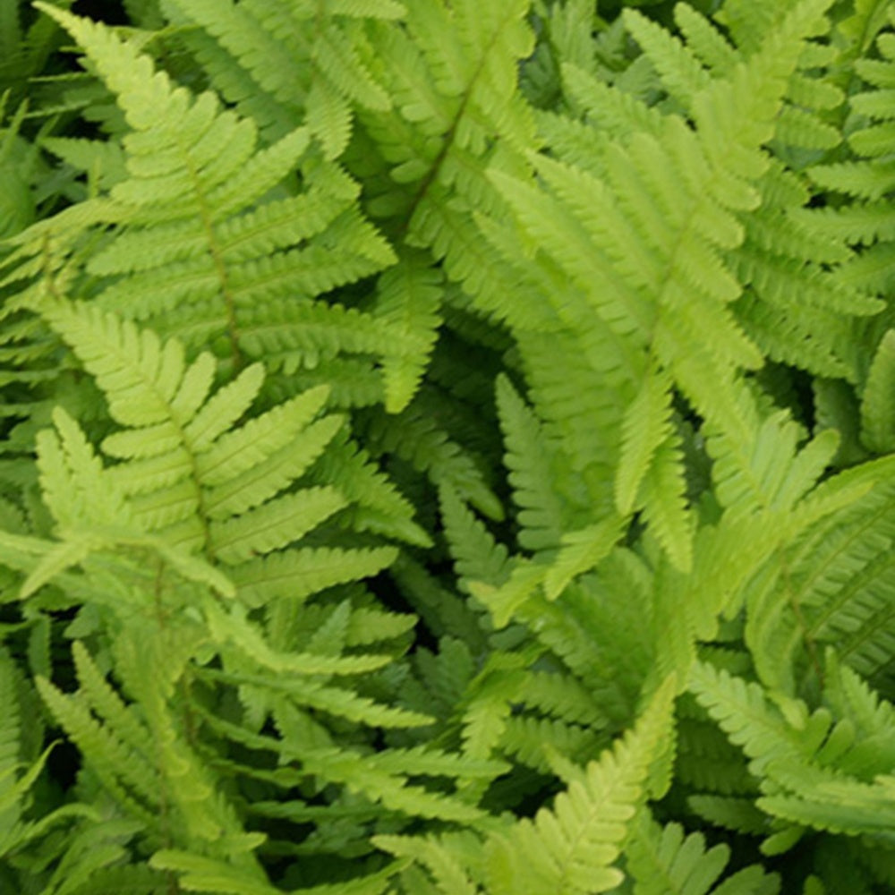 Fougère mâle - Dryopteris filix-mas - Fougères