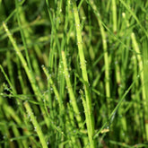 Prêle des bourbiers - Equisetum fluviatile - Plantes