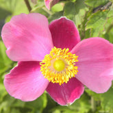 Anémone d'automne Praecox - Anemone hupehensis praecox - Plantes