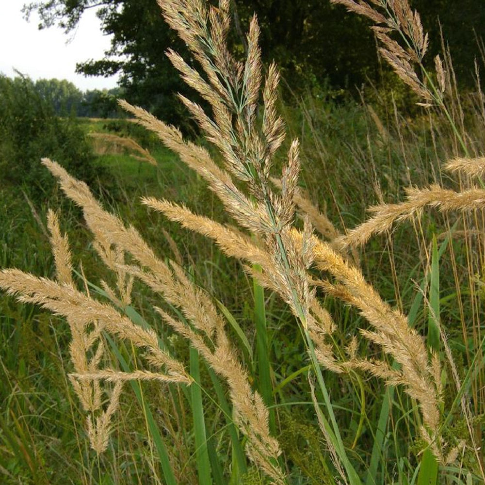 Roseau des bois - Calamagrostis epigejos - Plantes