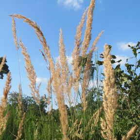 Roseau des bois - Calamagrostis epigejos - Plantes vivaces