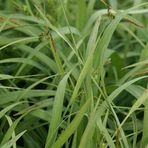 Laîche Bunny blue - Carex - Carex laxiculmis bunny blue - Plantes