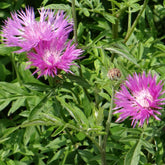 Centaurée de Perse - Centaurea dealbata - Plantes vivaces