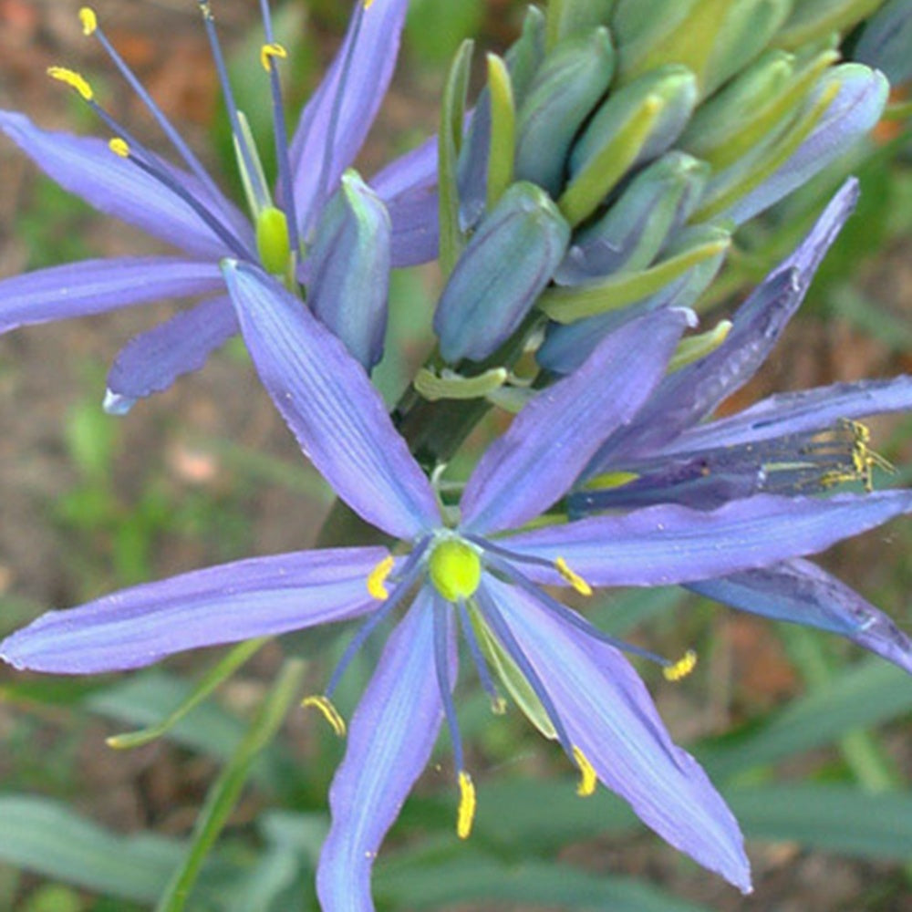 Camassia leichtlinii Caerulea - Camassia leichtlinii caerulea - Plantes