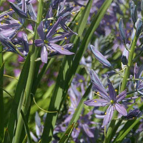 Camassia leichtlinii Caerulea - Camassia leichtlinii caerulea - Fleurs vivaces