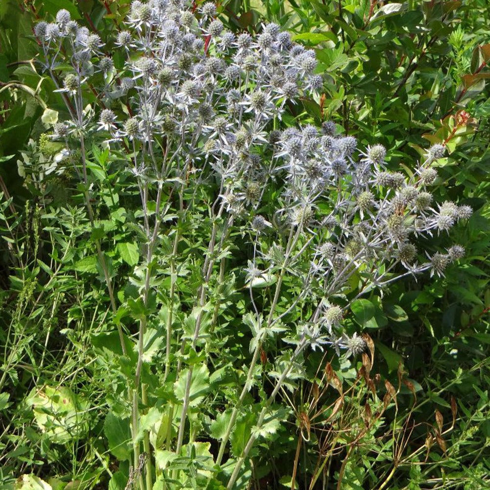 Panicaut à feuilles planes - Eryngium planum