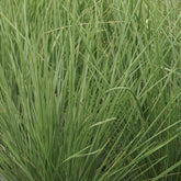 Fétuque mairei - Festuca mairei - Plantes vivaces