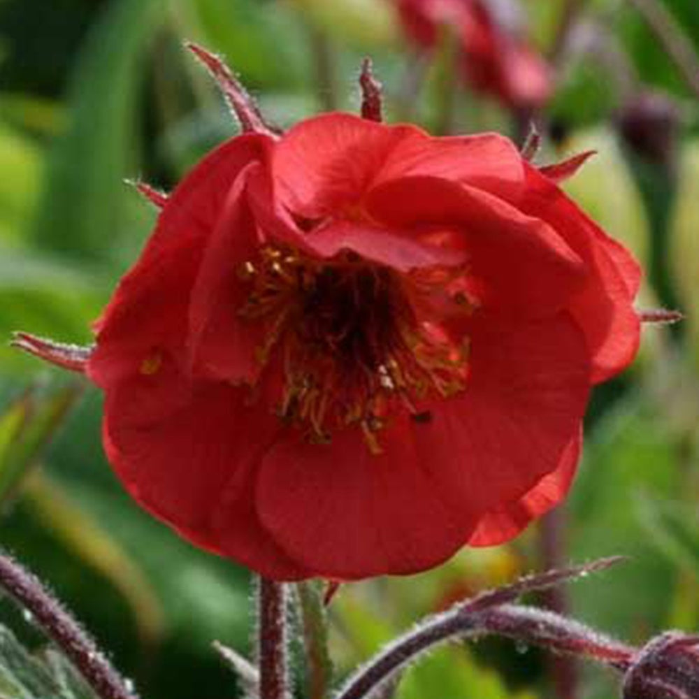 Benoîte Flames of Passion - Geum flames of passion ® - Fleurs vivaces