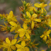 Millepertuis perforé - Hypericum perforatum - Plantes