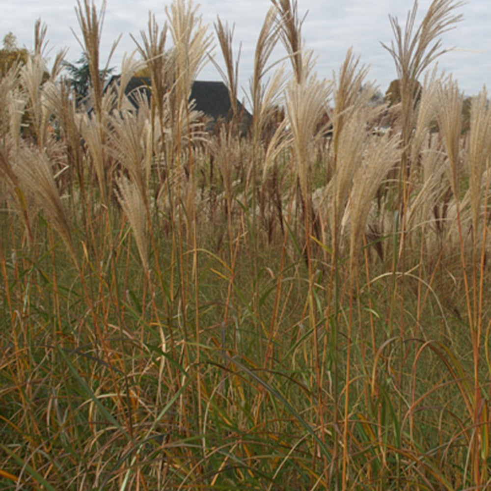 Eulalie Silberfeder - Miscanthus sinensis silberfeder - Graminées