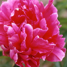 Pivoine de Chine Felix Crousse - Paeonia felix crousse - Plantes