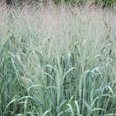 Panic effilé Dallas Blue - Panicum virgatum dallas blues - Plantes