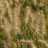 Herbe aux écouvillons Little Bunny - Pennisetum - Pennisetum alopecuroides little bunny - Plantes vivaces