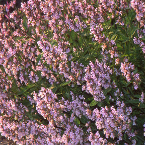 Sauge officinale Aubigné sur Layon - Salvia officinalis aubigné sur layon - Plantes