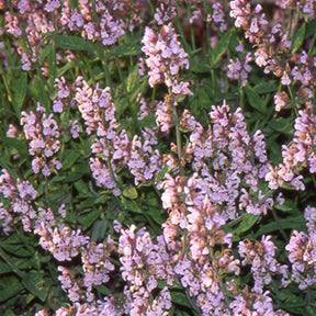 Sauge officinale Aubigné sur Layon - Salvia officinalis aubigné sur layon - Sauges