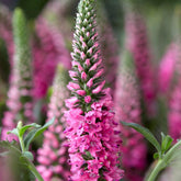 Veronique en épis Bubblegum Candles ® - Veronica spicata bubblegum candle's ® - Plantes