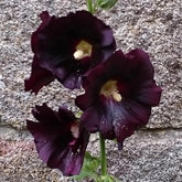 Rose trémière noire - Alcea rosea nigra - Plantes