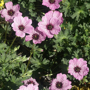 Géranium vivace Ballerina - Geranium cinereum ballerina - Plantes