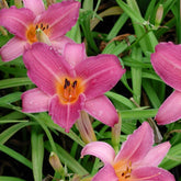 Hémérocalle Sugar Candy - Hemerocallis sugar candy - Plantes