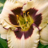 Hémérocalle Canadian Border Patrol - Hemerocallis canadian border patrol - Plantes