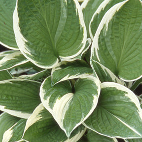 Hosta Francee - Hosta hybride francee  - - Plantes