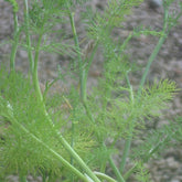 Fenouil commun - Foeniculum vulgare - Potager