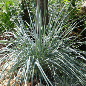 Elymus magellanicus - Agropyron - Elymus magellanicus (agropyron) - Plantes