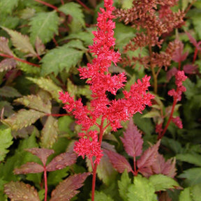 Astilbe d'Arends Fanal - Astilbe arendsii fanal - Plantes vivaces