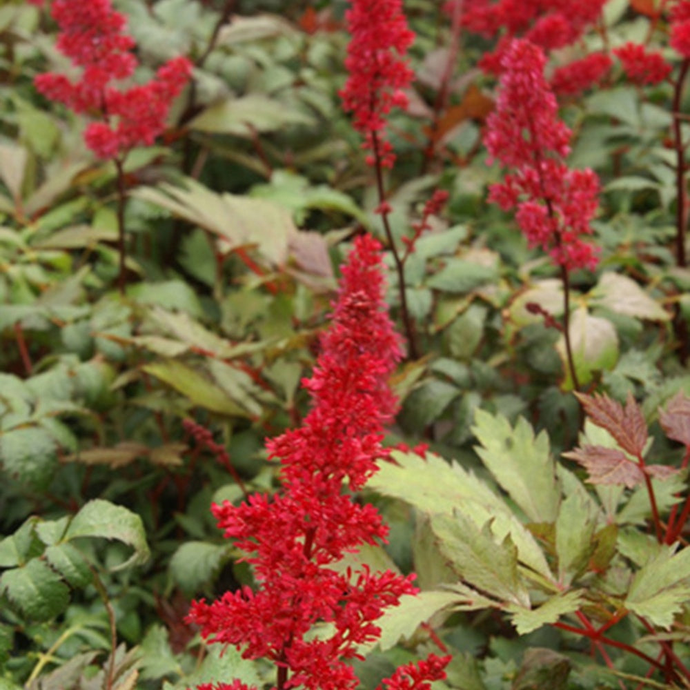 Astilbe d'Arends Fanal - Astilbe arendsii fanal - Fleurs vivaces