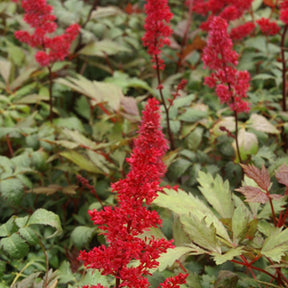 Astilbe d'Arends Fanal - Astilbe arendsii fanal - Fleurs vivaces