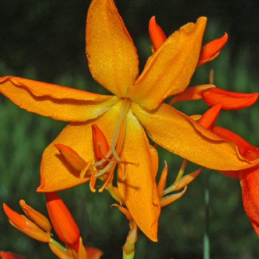 Crocosmia aurea - Crocosmia aurea - Plantes